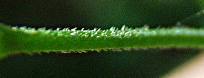 Moehringia trinervia, Dreinervige Nabelmiere, St�ngel