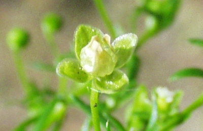 Sagina procumbens, Niederliegendes Mastkraut, Bl�te