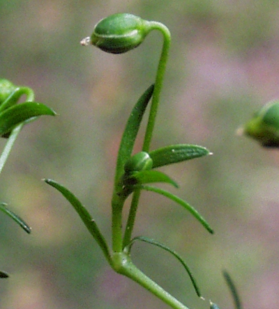 Sagina procumbens, Niederliegendes Mastkraut, Knospe
