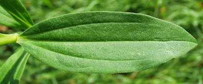 Saponaria officinalis, Gew�hnliches Seifenkraut, Blatt