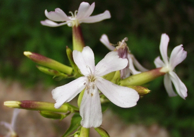 Saponaria officinalis, Gew�hnliches Seifenkraut, Bl�tenstand