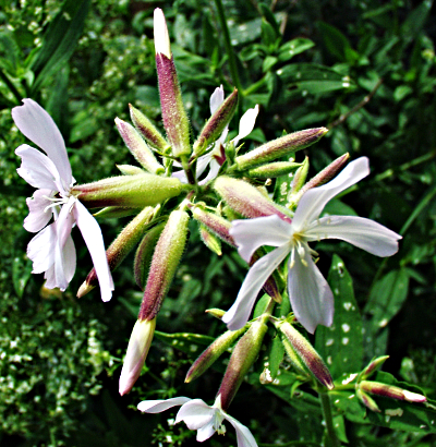 Saponaria officinalis, Gewöhnliches Seifenkraut, Blütenstand
