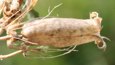 Saponaria officinalis, Gew�hnliches Seifenkraut, Frucht