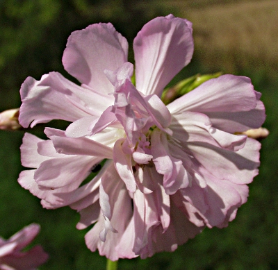 Saponaria officinalis, Gew�hnliches Seifenkraut, gef�llteBl�te