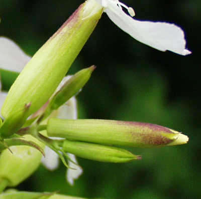 Saponaria officinalis, Gew�hnliches Seifenkraut, Knospen