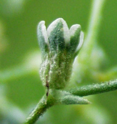 Scleranthus perennis, Ausdauernder Knäuel, Blüte