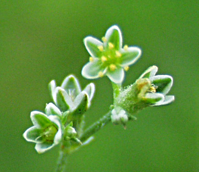 Scleranthus perennis, Ausdauernder Knäuel, Blüten