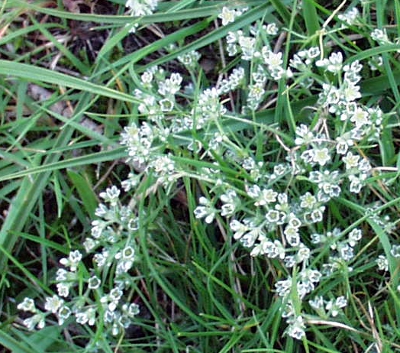 Scleranthus perennis, Ausdauernder Knäuel, Habitus