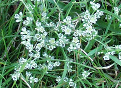 Scleranthus perennis, Ausdauernder Knäuel, Habitus