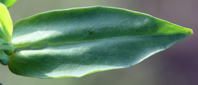 Silene armeria, Nelken-Leimkraut, Blatt