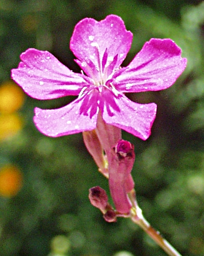 Silene armeria, Nelken-Leimkraut, Blüte