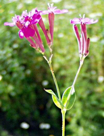 Silene armeria, Nelken-Leimkraut, Blütenstand