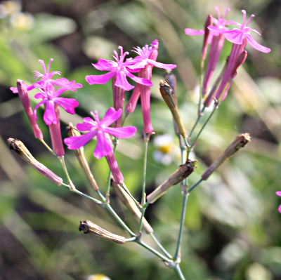 Silene armeria, Nelken-Leimkraut, Blütenstand