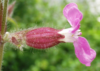 Silene dioica, Rote Lichtnelke, Kelch