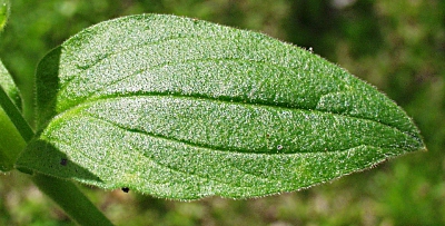 Silene x hampeana, Bastard-Lichtnelke, Blatt