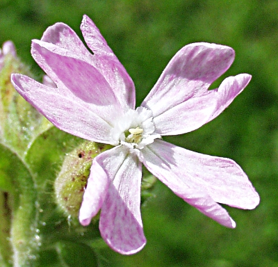 Silene x hampeana, Bastard-Lichtnelke, Bl�te