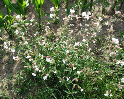 Silene latifolia, Weie Lichtnelke