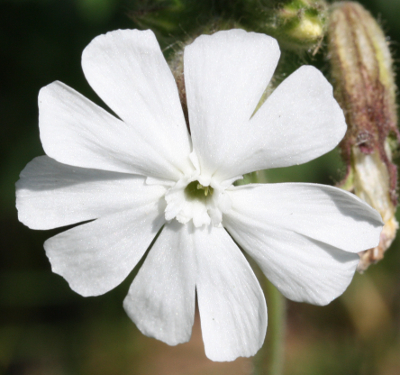 Silene latifolia, Wei�e Lichtnelke, Bl�te