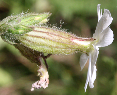 Silene latifolia, Wei�e Lichtnelke, Kelch