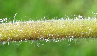 Silene latifolia, Wei�e Lichtnelke, St�ngel