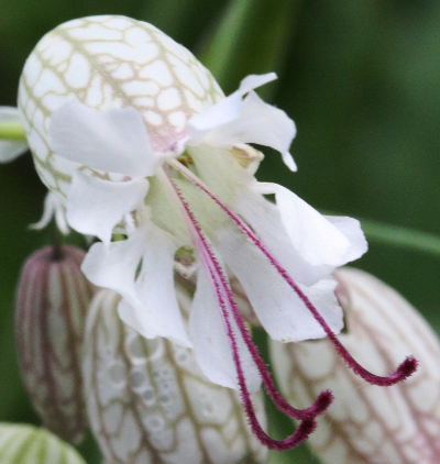 Silene vulgaris, Taubenkropf-Leimkraut, Blte