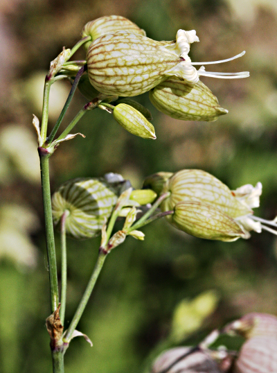 Silene vulgaris, Taubenkropf-Leimkraut, Bltenstand