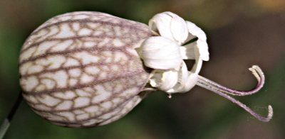 Silene vulgaris, Taubenkropf-Leimkraut, Kelch