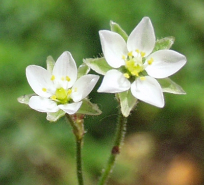 Spergularia arvensis, Acker-Spark, Bl�ten