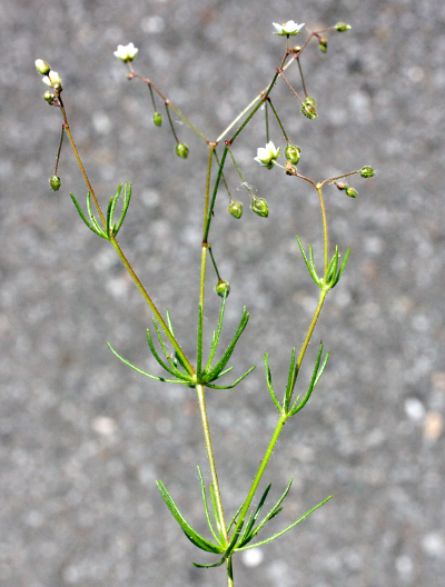 Spergula arvensis, Acker-Spergel, Habitus