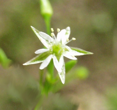 Stellaria alsine, Bach-Sternmiere, Blte