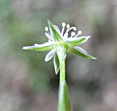 Stellaria alsine, Bach-Sternmiere, Kelch