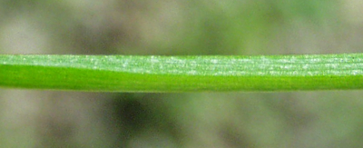 Stellaria alsine, Bach-Sternmiere, Stngel