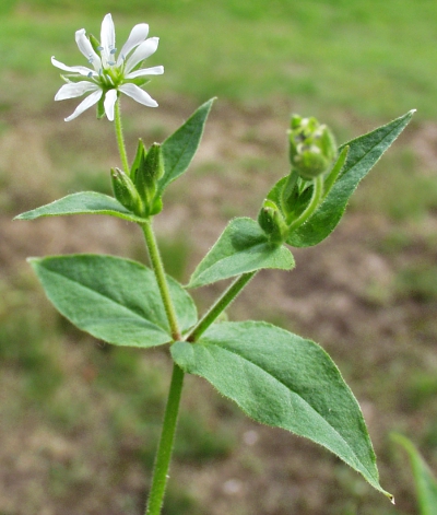 Stellaria aquatica, Wasserdarm