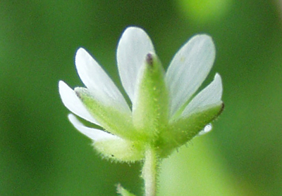 Stellaria aquatica, Wasserdarm, Kelch
