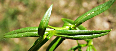 Stellaria graminea, Gras-Sternmiere, Bltter