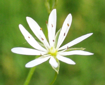 Stellaria graminea, Gras-Sternmiere, Blte