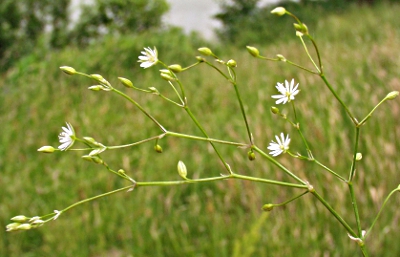 Stellaria graminea, Gras-Sternmiere