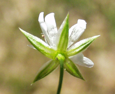 Stellaria graminea, Gras-Sternmiere, Kelch