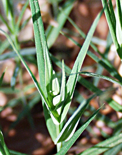 Stellaria holostea, Groe Sternmiere, Bltter