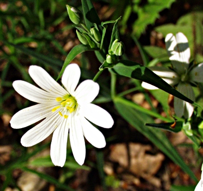 Stellaria holostea, Groe Sternmiere, Blte