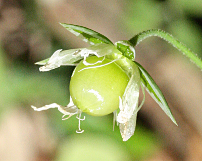 Stellaria holostea, Groe Sternmiere, Frucht