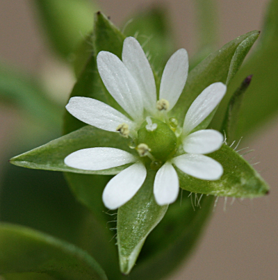 Stellaria media, Vogel-Sternmiere, Vogelmiere, Blüte