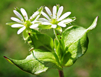 Stellaria media, Vogel-Sternmiere, Vogelmiere, Blüten