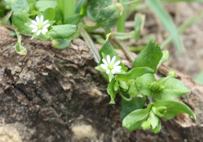 Stellaria media, Vogel-Sternmiere, Vogelmiere, Habitus