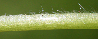 Stellaria media, Vogel-Sternmiere, Vogelmiere, Stngel