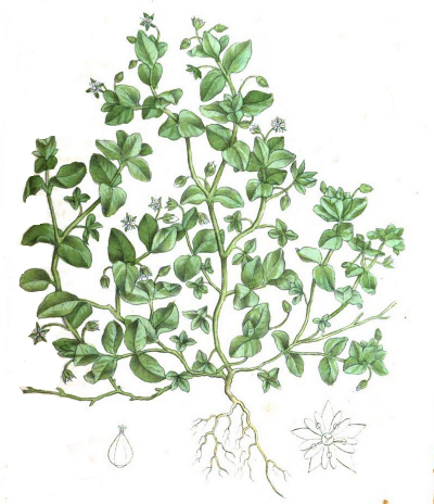 Stellaria media, Vogel-Sternmiere, Vogelmiere, Zeichnung