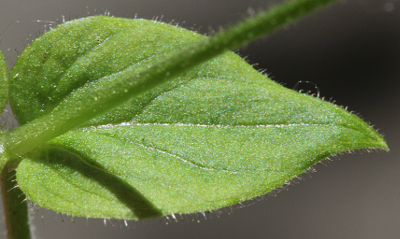 Stellaria nemorum, Hain-Sternmiere, Blätt