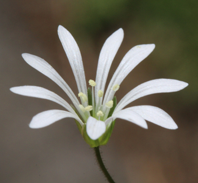 Stellaria nemorum, Hain-Sternmiere, Blüte