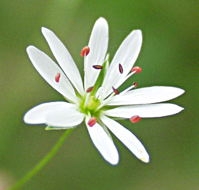 Stellaria palustris, Sumpf-Sternmiere, Bl�te