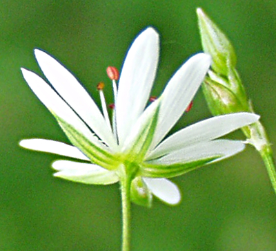 Stellaria palustris, Sumpf-Sternmiere, Kelch